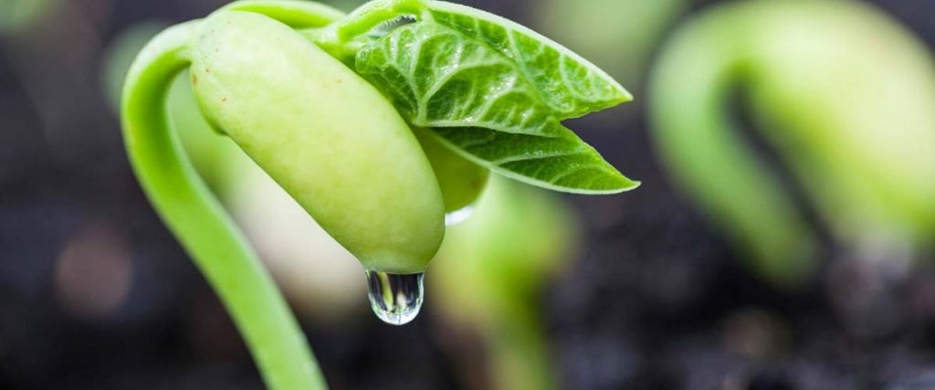 Swedish Scientists have turned the root system of a bean into a supercapacitor