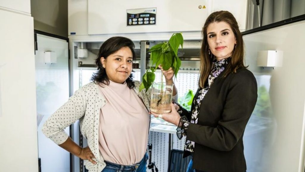 Swedish Scientists have turned the root system of a bean into a supercapacitor